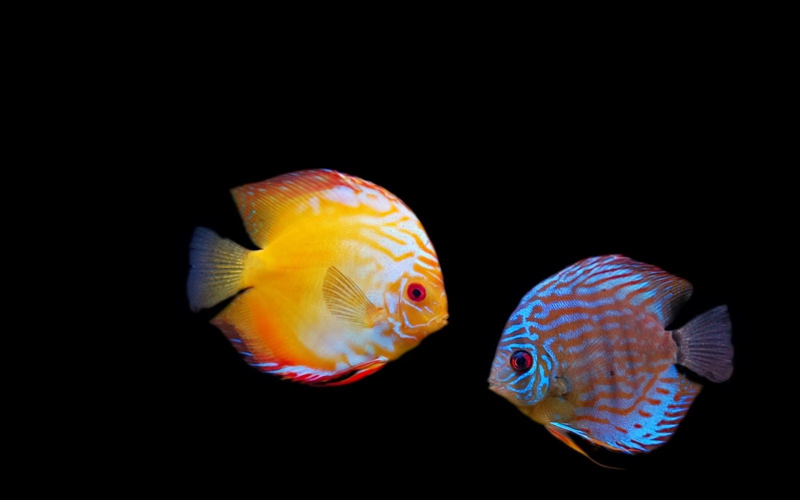 Colorful Fish Wallpapers High Quality - Fish Wallpaper Black Background , HD Wallpaper & Backgrounds