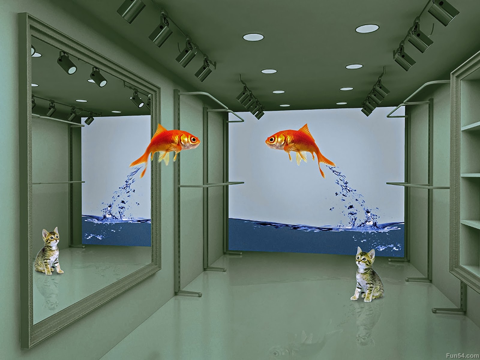Fish Wallpaper Hd 3d - Full Hd Fish Wallpaper Hd 3d , HD Wallpaper & Backgrounds