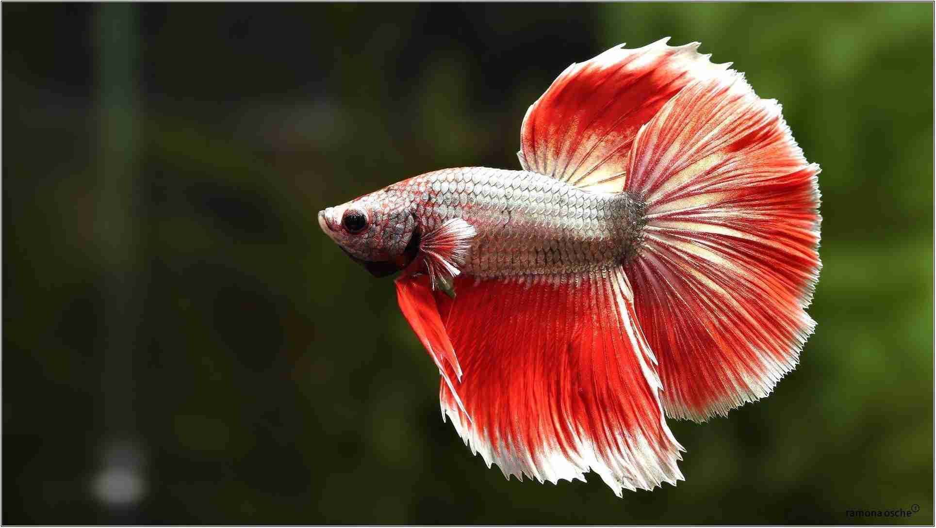 Fish Hd Wallpapers 1080p - Fishes Hd 1080p , HD Wallpaper & Backgrounds