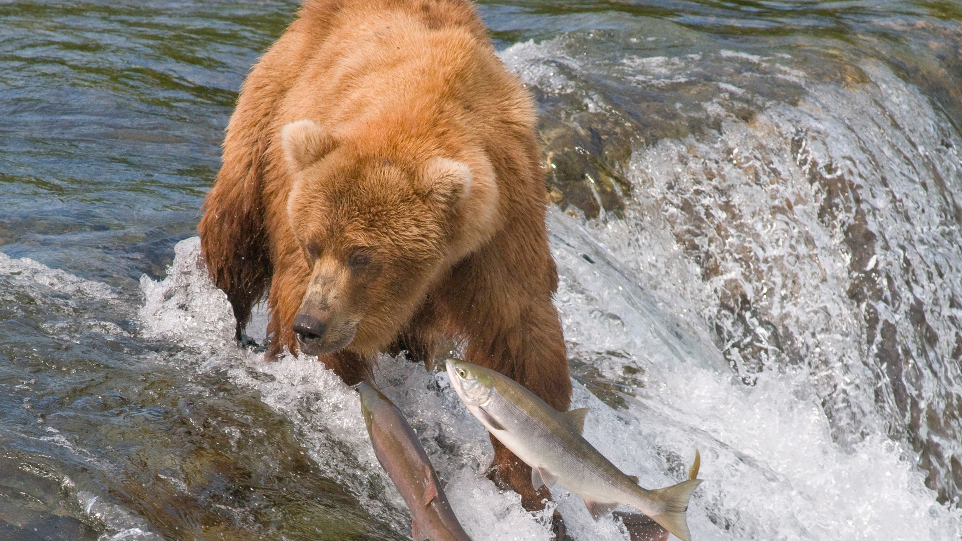 Wallpaper Fishing, Bear, Water, River, Fish - Grizzly Bear Hunts Fish , HD Wallpaper & Backgrounds
