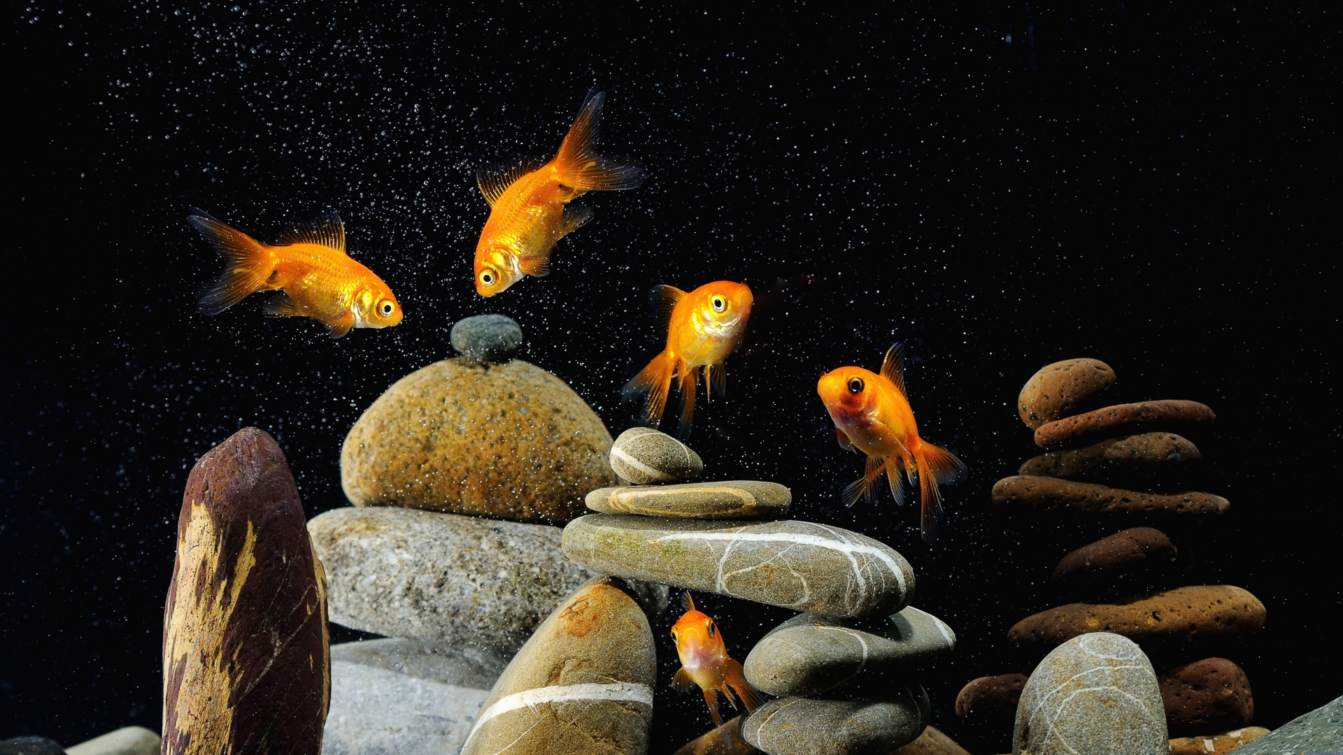 Last Searches - - Black Background Aquarium Fish , HD Wallpaper & Backgrounds