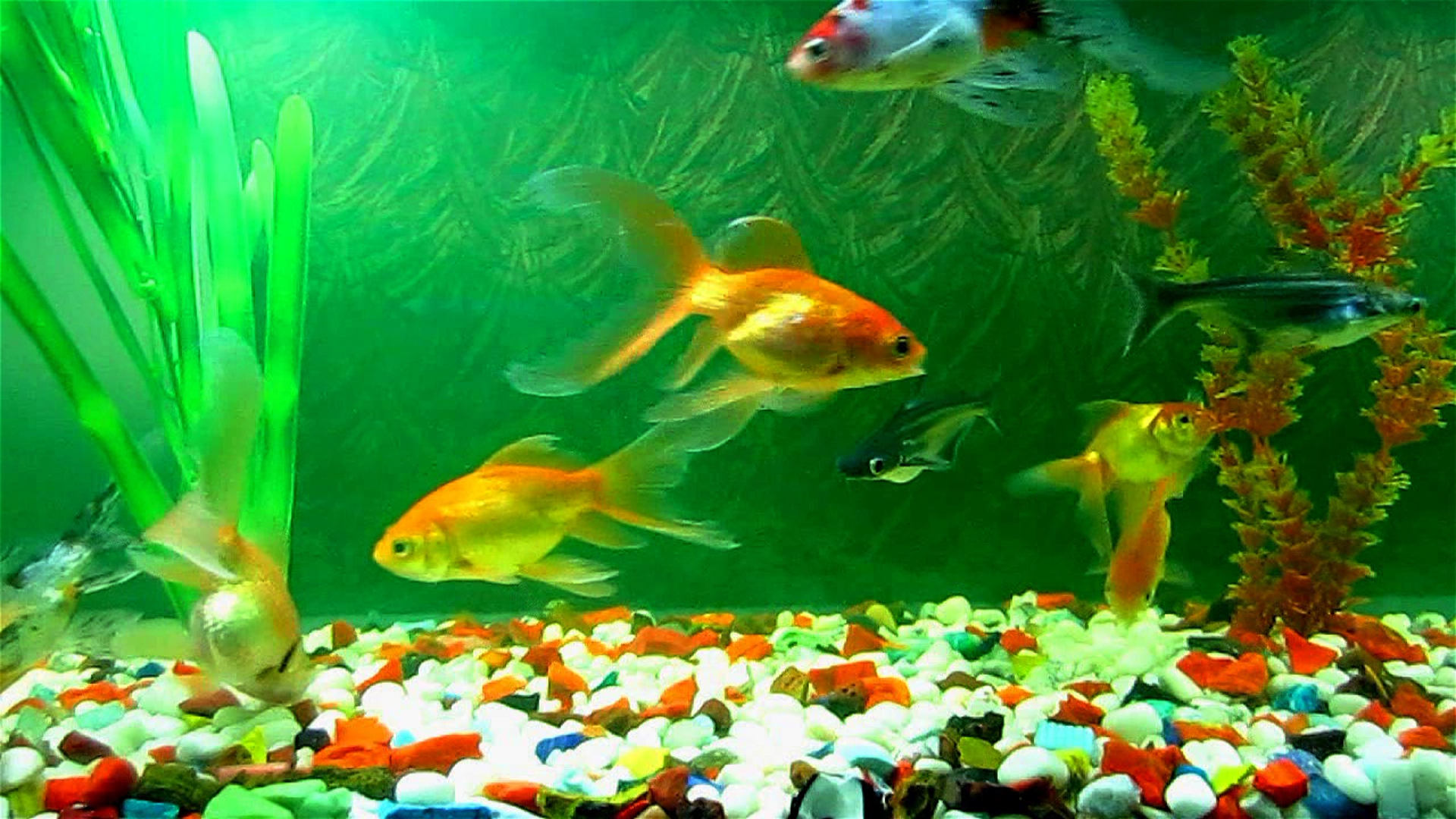 Fish Aquarium Wallpaper Hd , HD Wallpaper & Backgrounds