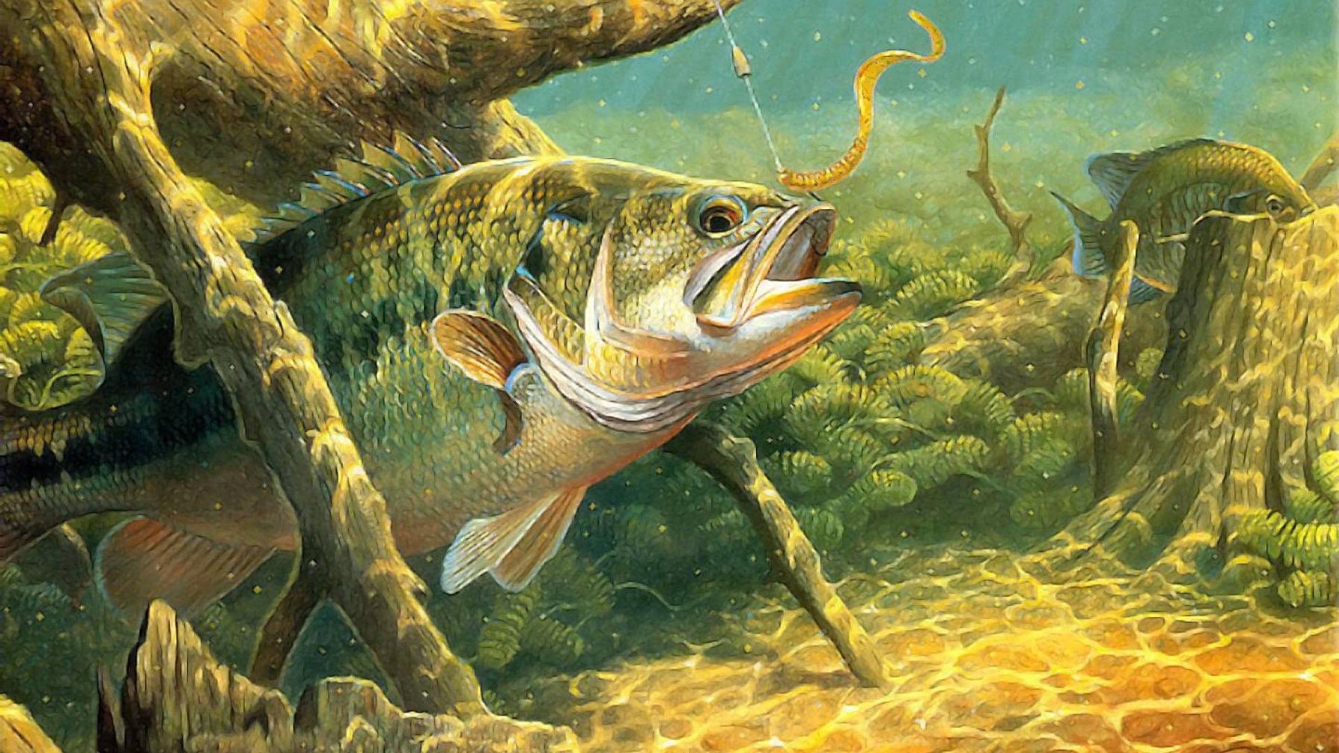 Bass Tag - Bass Fishing , HD Wallpaper & Backgrounds