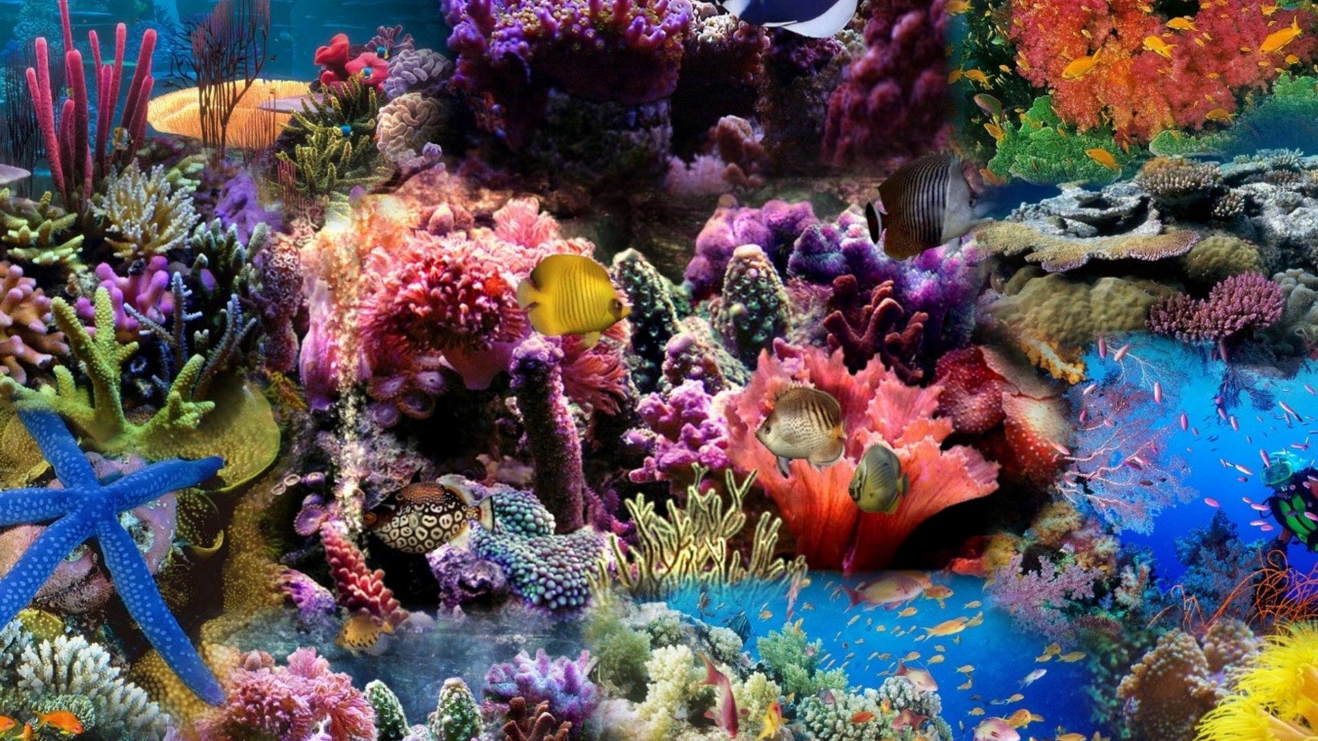 Wallpaper Reef, Coral, Fish - Coral Hd Wallpaper Iphone , HD Wallpaper & Backgrounds