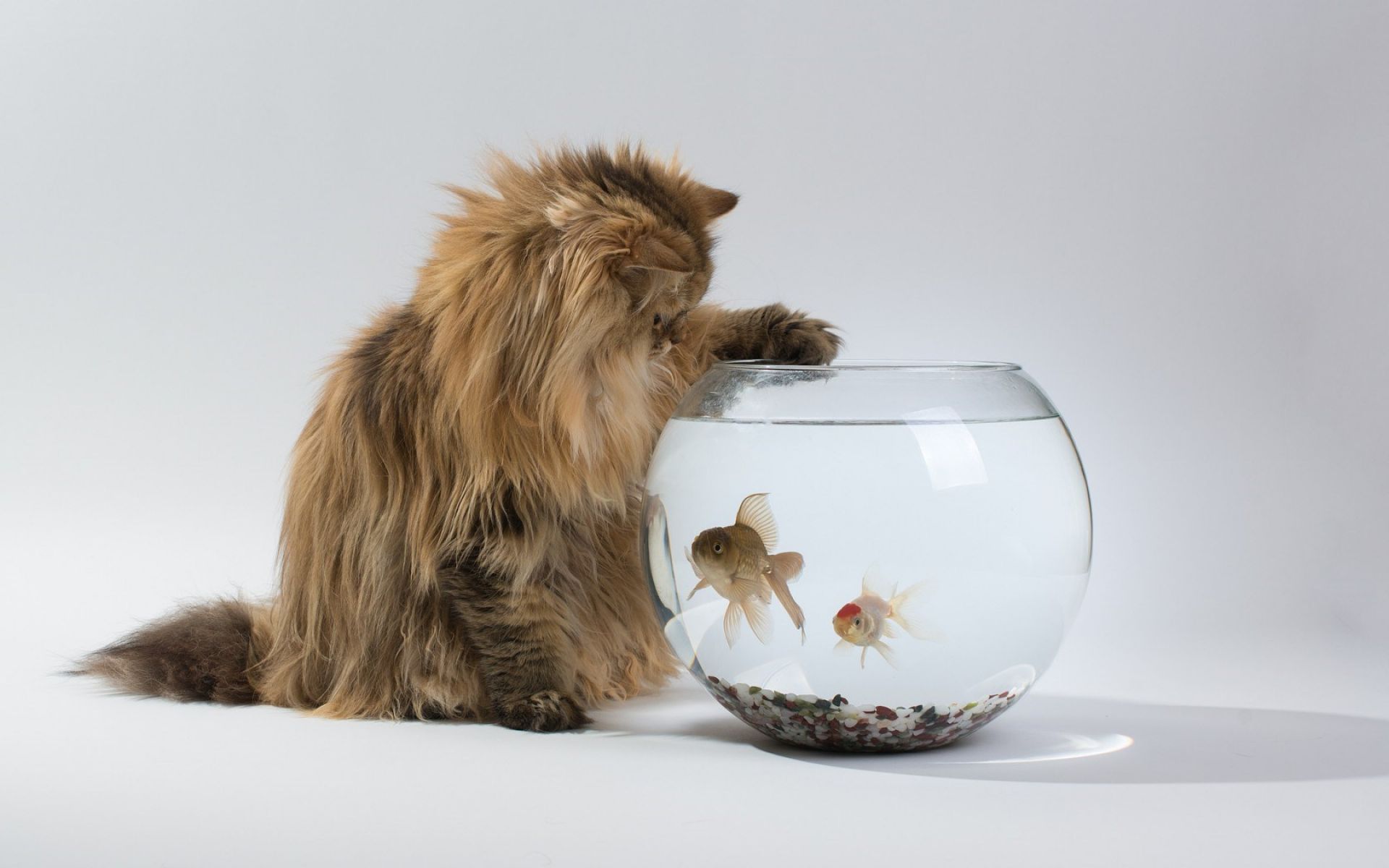 Cat Aquarium Fish Wallpaper - Cat Playing Fish Bowl , HD Wallpaper & Backgrounds