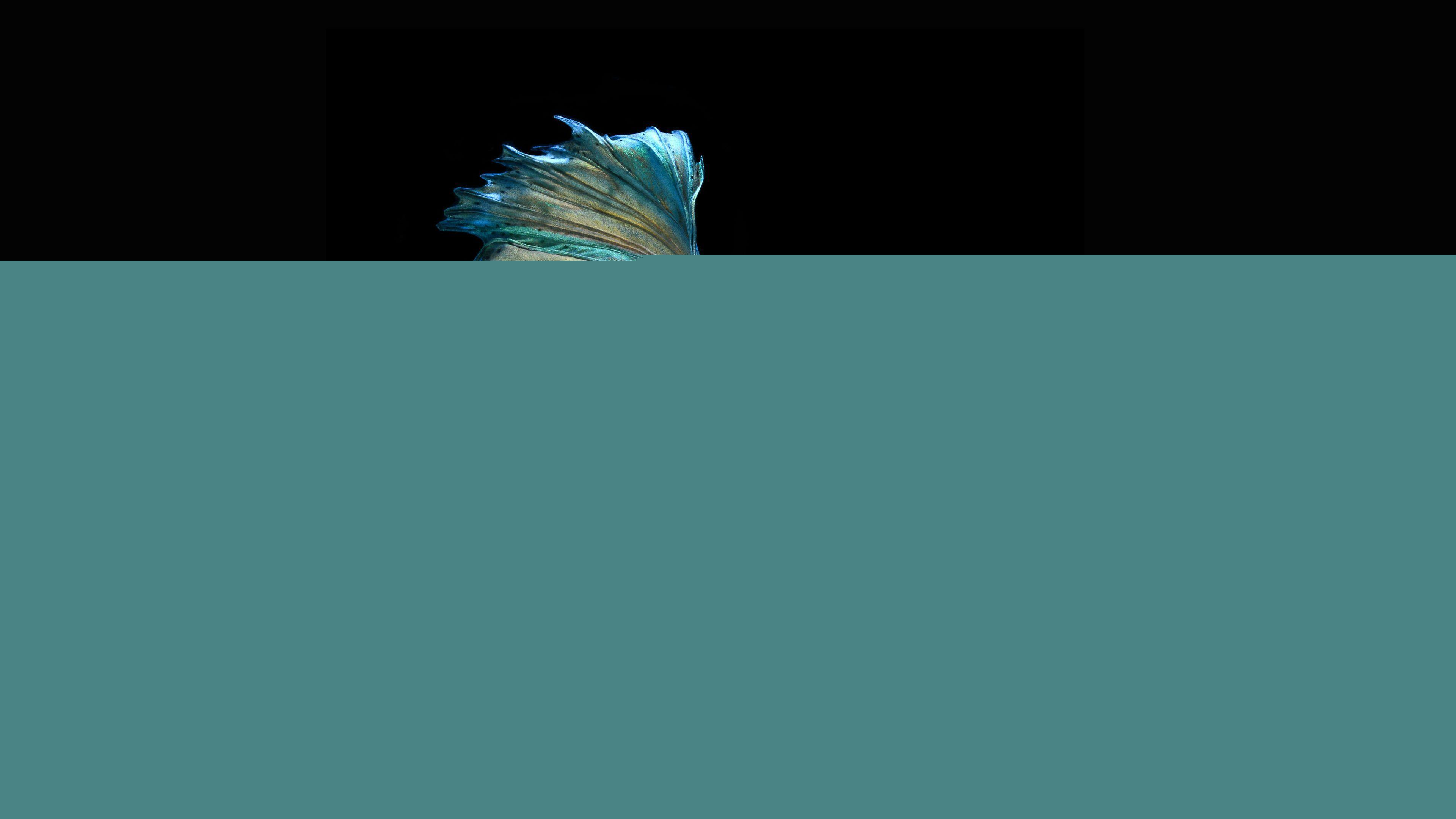 Betta Fish Wallpapers Hd - Betta Fish Wallpaper Desktop , HD Wallpaper & Backgrounds