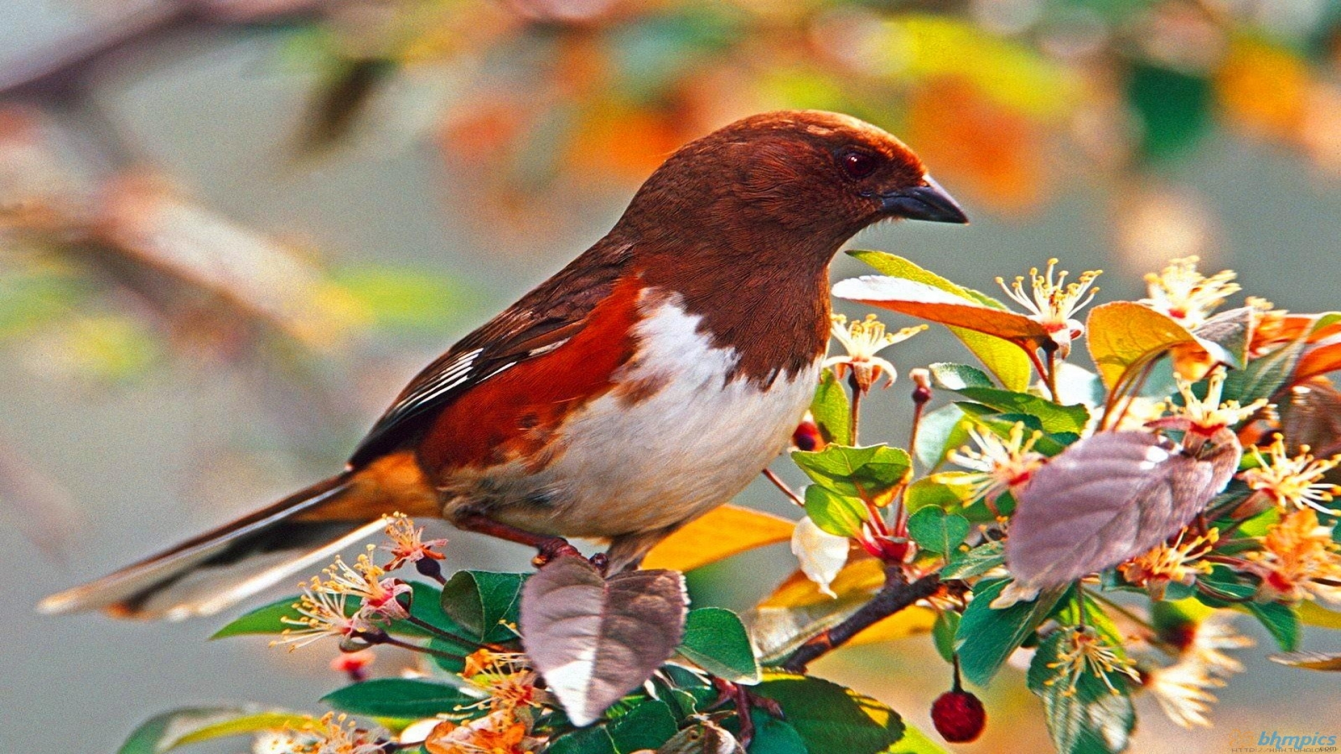 Download Wallpaper Resolution - 50 Beautiful Birds Hd , HD Wallpaper & Backgrounds