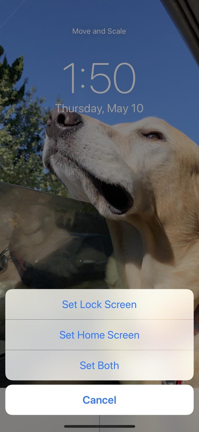 I Set A Live Photo On My Lock Screen, So Every Time - Longdog , HD Wallpaper & Backgrounds