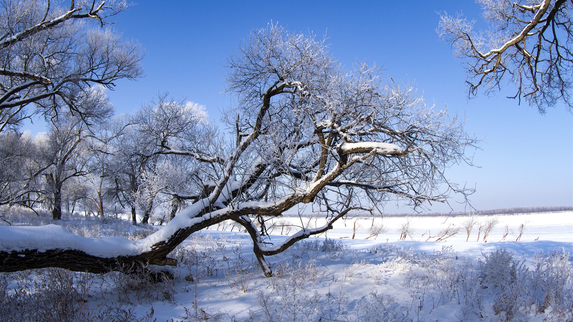 Winter Snow Covered Grassland Scenery Wallpaper - Snow , HD Wallpaper & Backgrounds