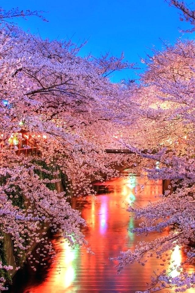Scenic Mobile Wallpaper Mobiles Wall Paper Scenery - Iphone 6 Cherry Blossoms Wallpaper Hd , HD Wallpaper & Backgrounds