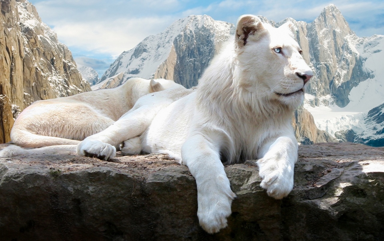 Originalhd White Lions Wallpapers - White Lions , HD Wallpaper & Backgrounds