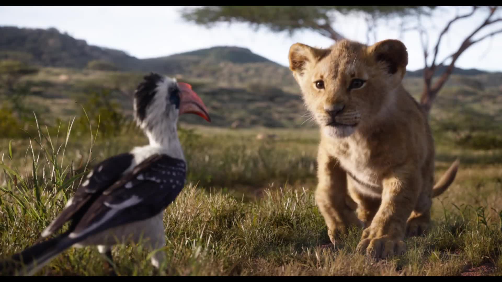 Der König Der Löwen - Lion King 2019 Poster , HD Wallpaper & Backgrounds
