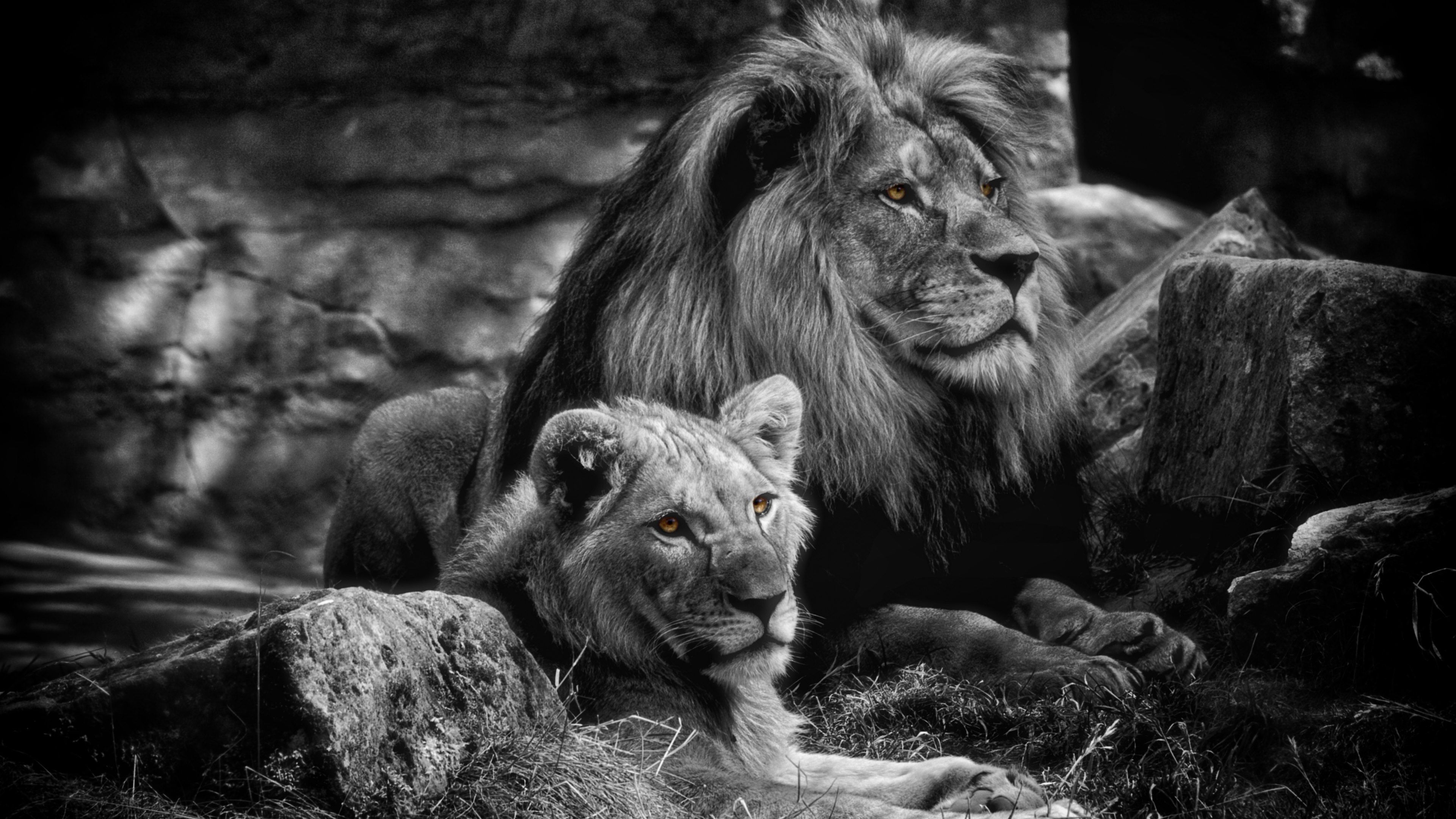 Löwen Wallpaper - Male And Female Lion Black And White , HD Wallpaper & Backgrounds