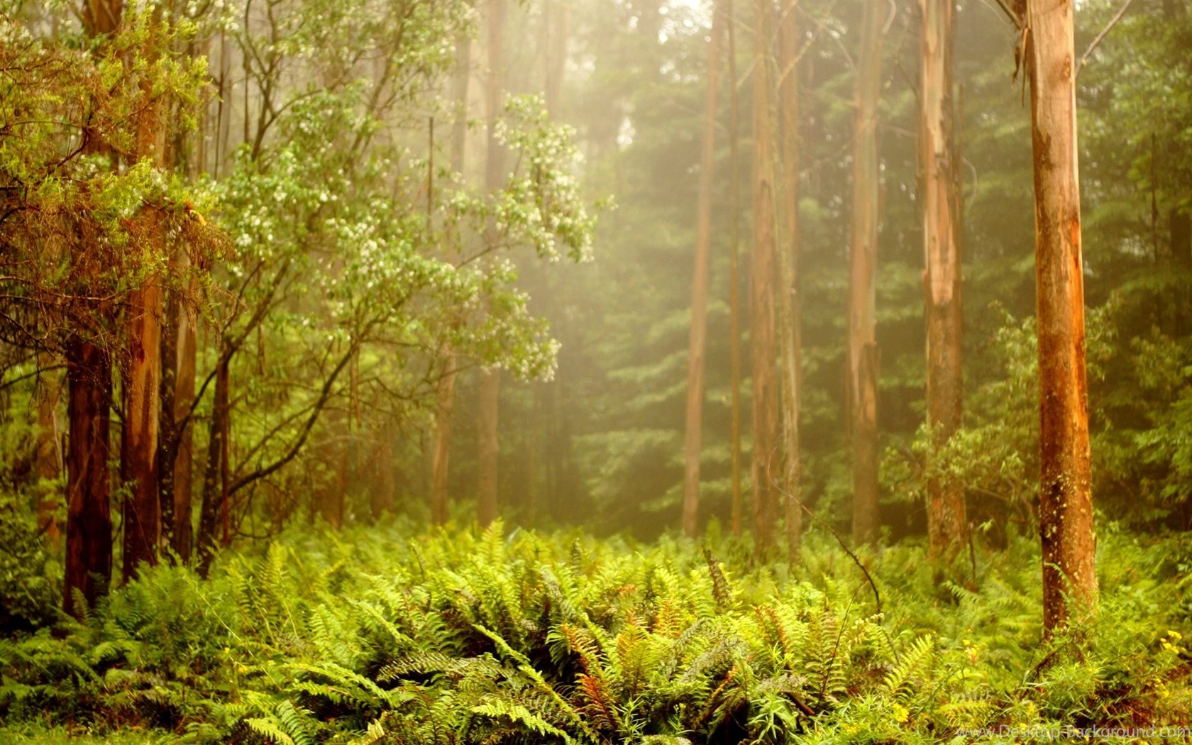 Widescreen - Tropical Forest , HD Wallpaper & Backgrounds