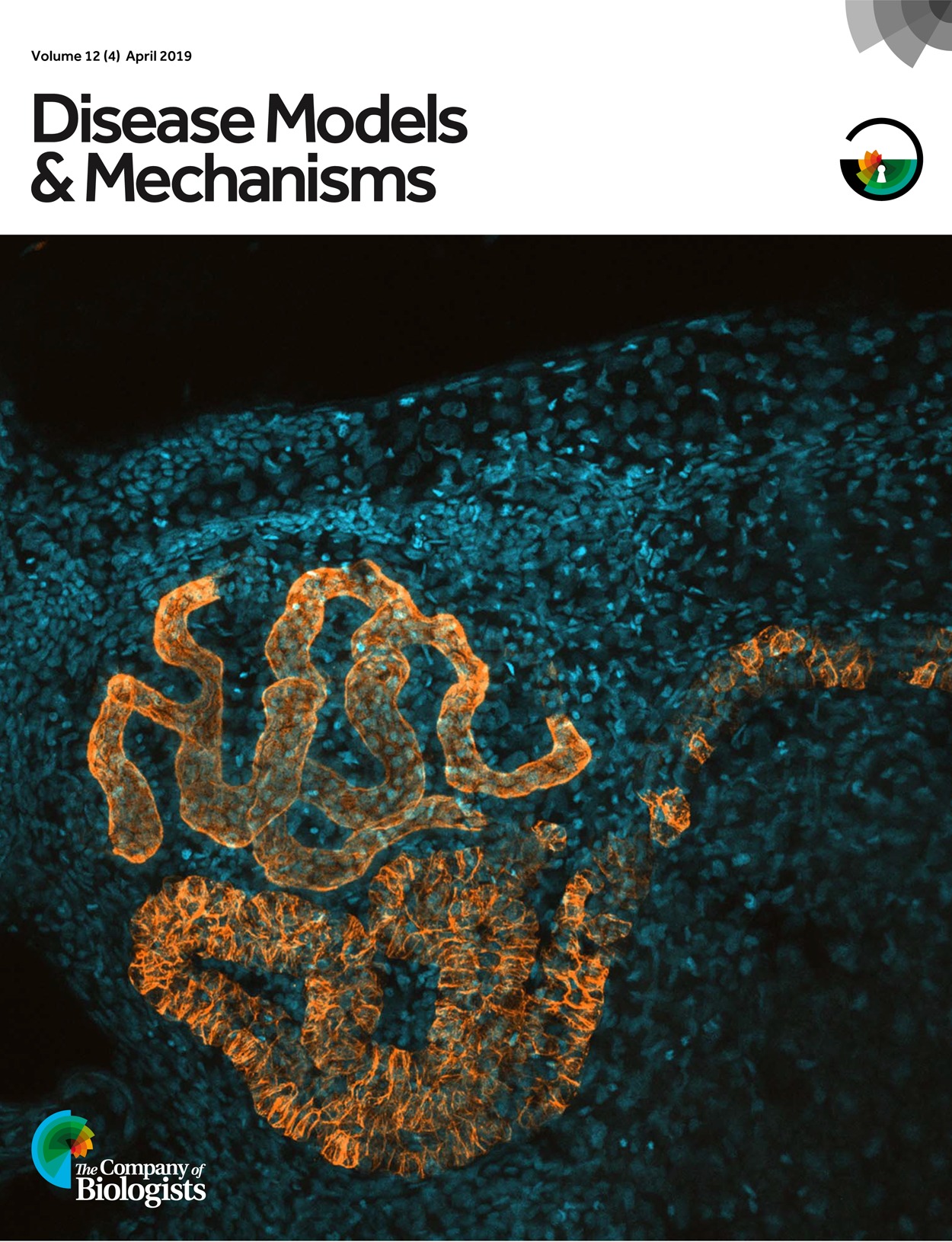 Crispr/cas9-generated Mouse Model Of Duchenne Muscular - Cancer Associated Fibroblasts Marker , HD Wallpaper & Backgrounds
