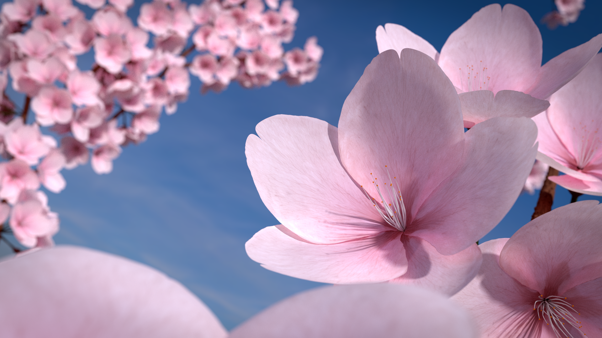 #petals, #cherry Blossom, #flowers, Wallpaper - Cherry Blossom , HD Wallpaper & Backgrounds