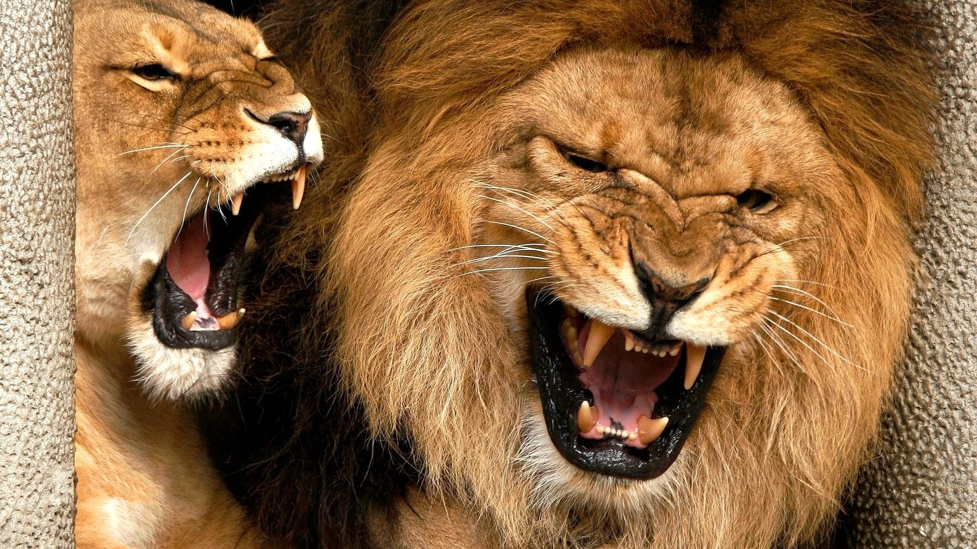 Wallpaper Lion, Lioness, Mane, Teeth, Anger, Aggression , HD Wallpaper & Backgrounds