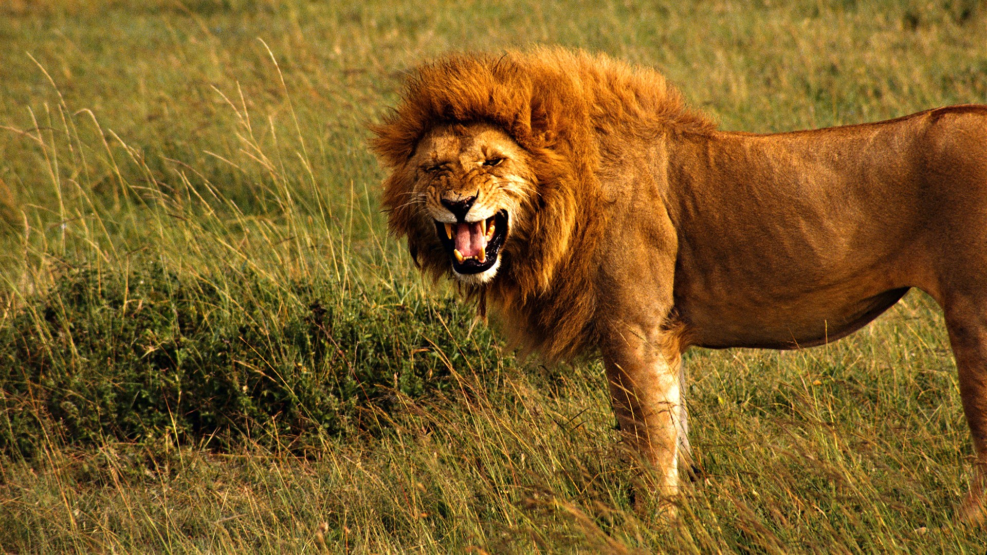 Widescreen Lion - Lion Animal Full Pc Hd , HD Wallpaper & Backgrounds