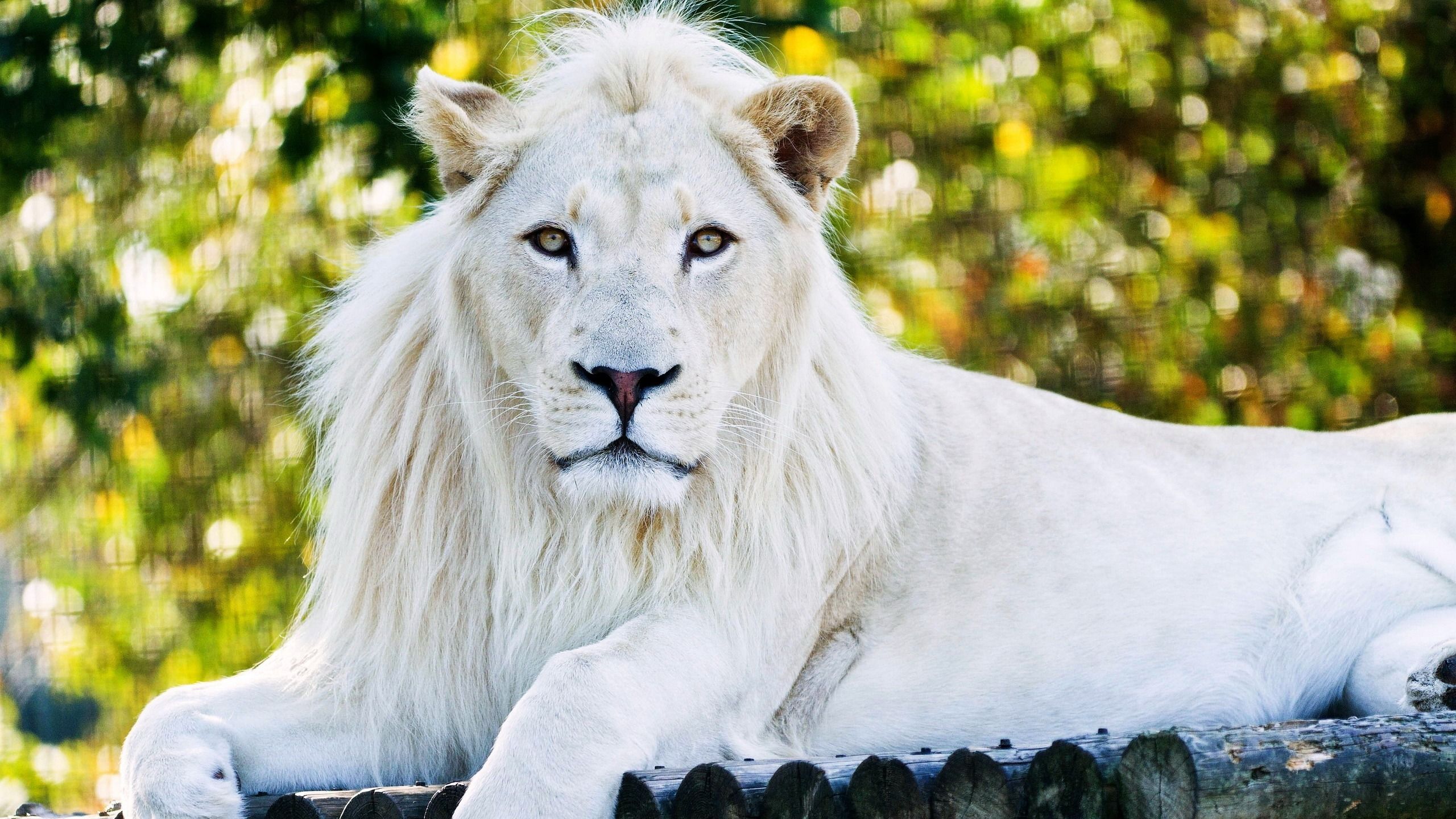 White Lion Sd - 1080p White Lion Hd , HD Wallpaper & Backgrounds