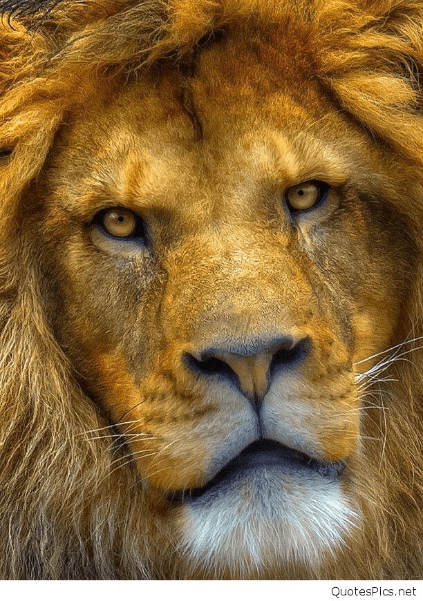 42 Lion Hd Wallpapers 1080p Free Download - Lion , HD Wallpaper & Backgrounds