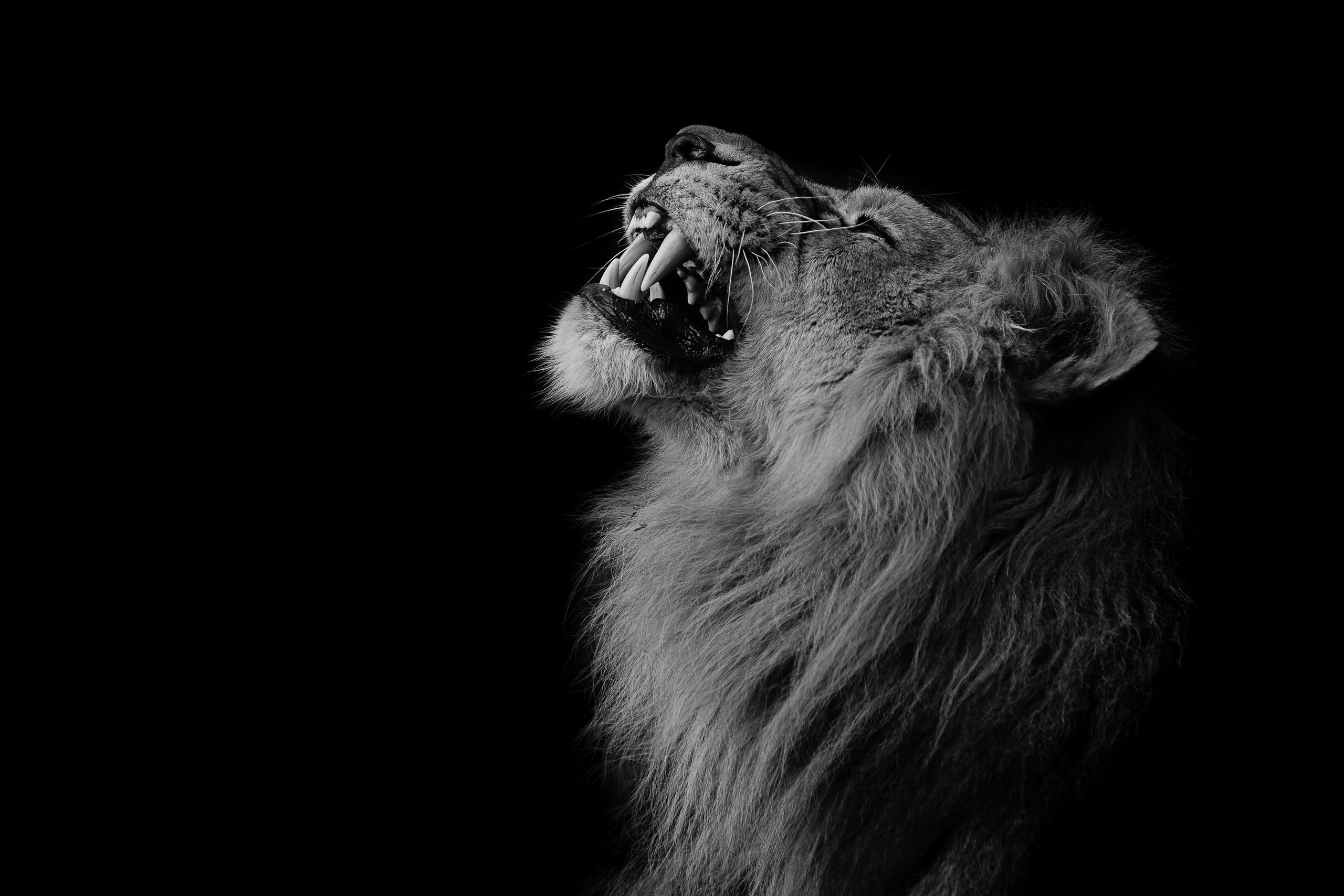 Black Wallpaper Hd Lion