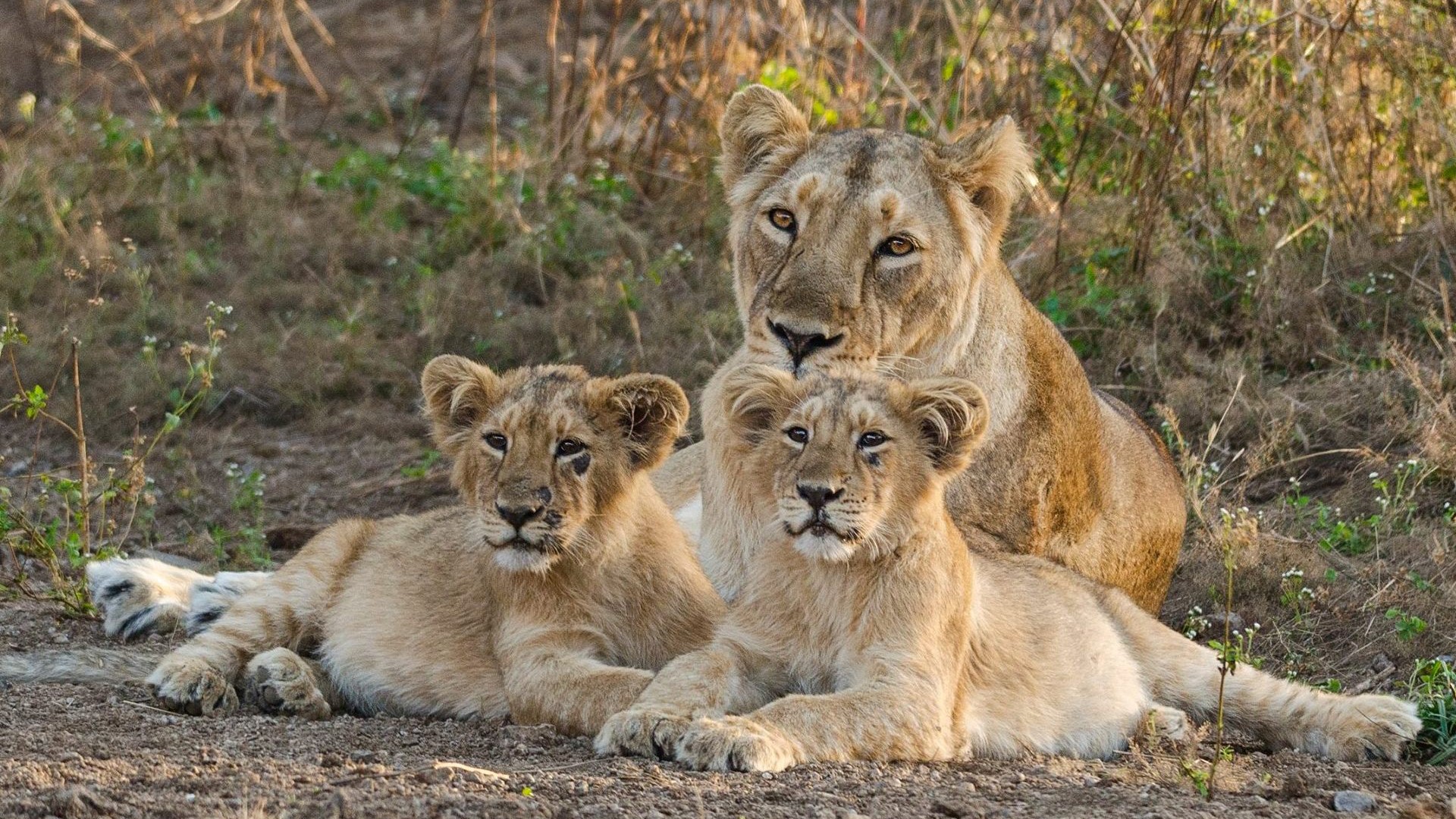 Lion Of Gir Forest , HD Wallpaper & Backgrounds