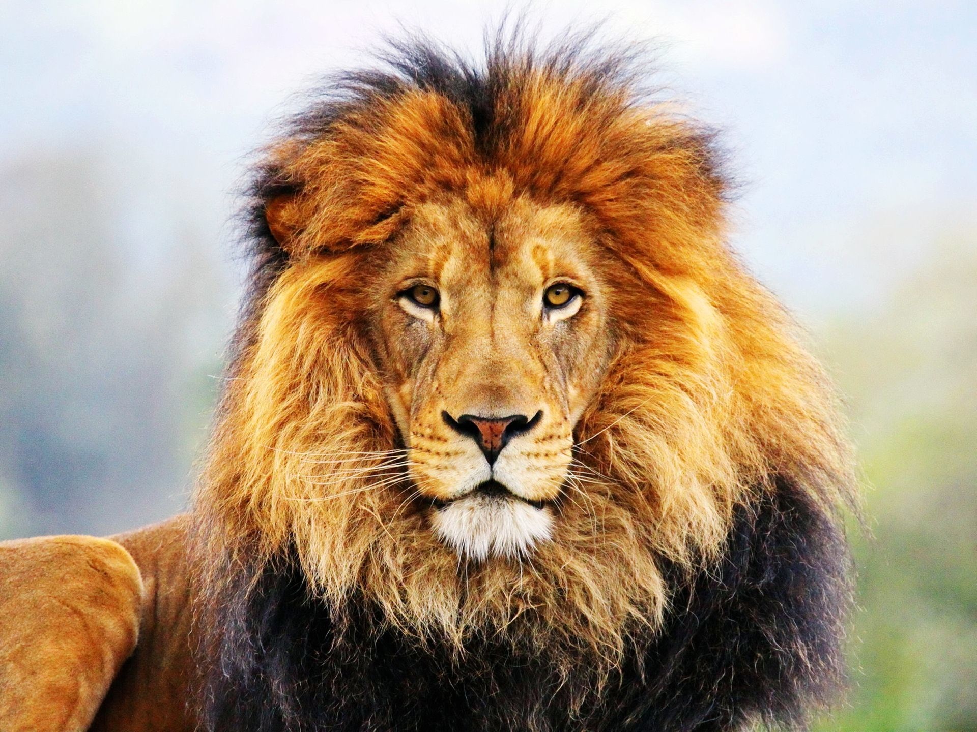 Best Animals Hd <b>wallpapers</b> For - Lion Close Up Face , HD Wallpaper & Backgrounds