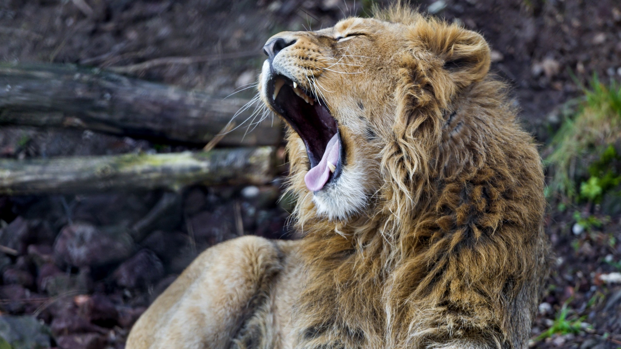 Loud Roaring Lion Image - Masai Lion , HD Wallpaper & Backgrounds