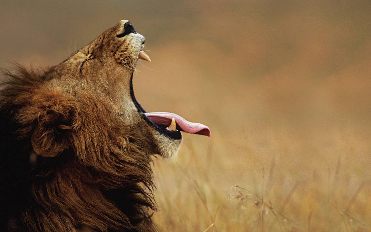 Roar, Lion, Wildlife, Lions Roar, Savanna Wallpaper - Aslan Arka Plan Hd , HD Wallpaper & Backgrounds