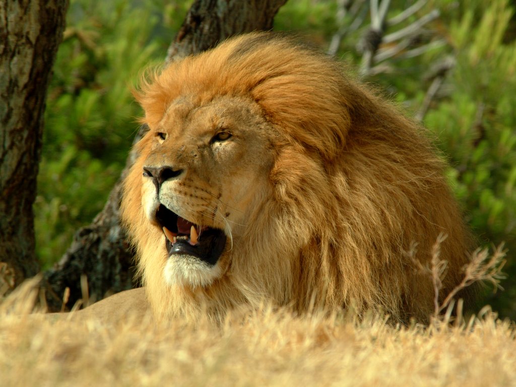 Roaring Lion Hd Wallpaper - Asiatic Lion Endangered Animals India , HD Wallpaper & Backgrounds