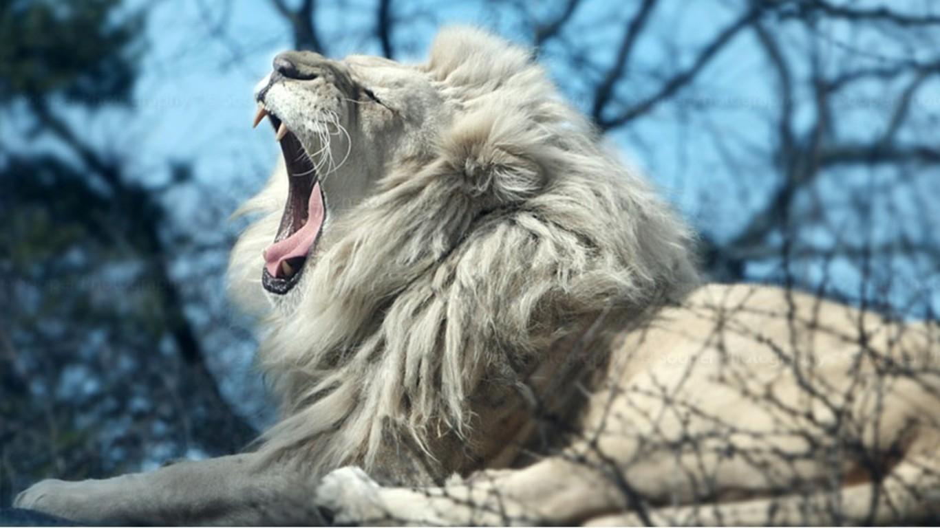 White Lion Wallpapers Px, , HD Wallpaper & Backgrounds