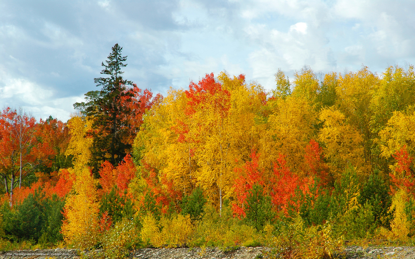 Download Wallpaper Forest, Indian Summer, Birch, Pine - Pine Tree In Autumn , HD Wallpaper & Backgrounds