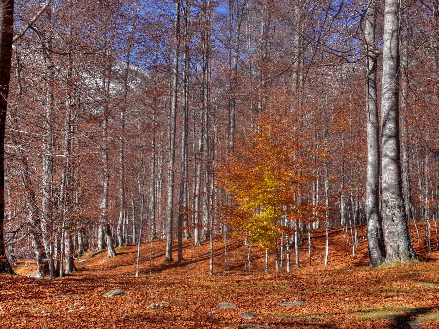 Wallpaper Autumn, Trees, Leaf Fall, October, Trunks, - Wallpaper , HD Wallpaper & Backgrounds