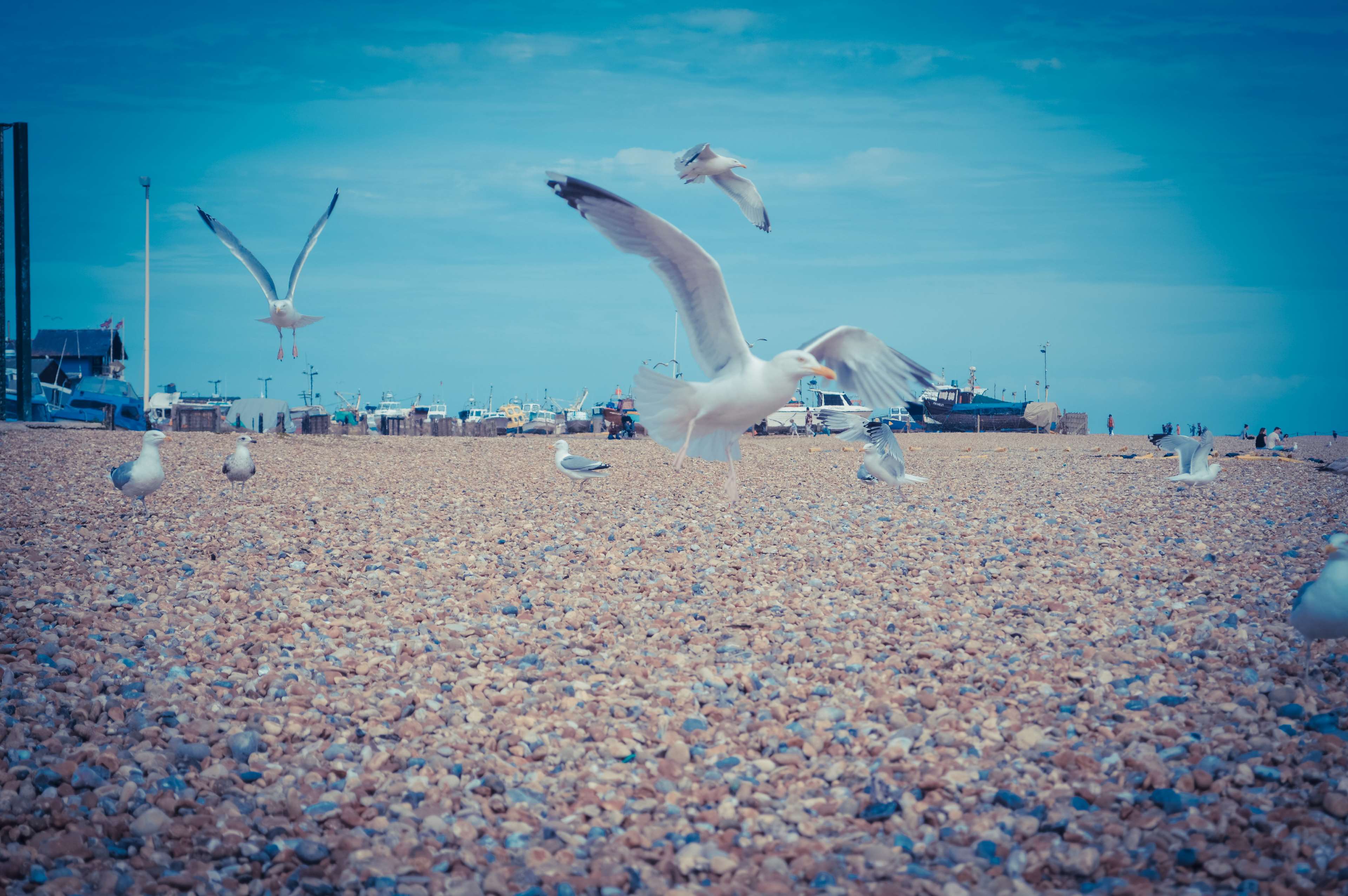 Beach, England, Pier, Seagulls, Seaside, Summer, Summer - European Herring Gull , HD Wallpaper & Backgrounds