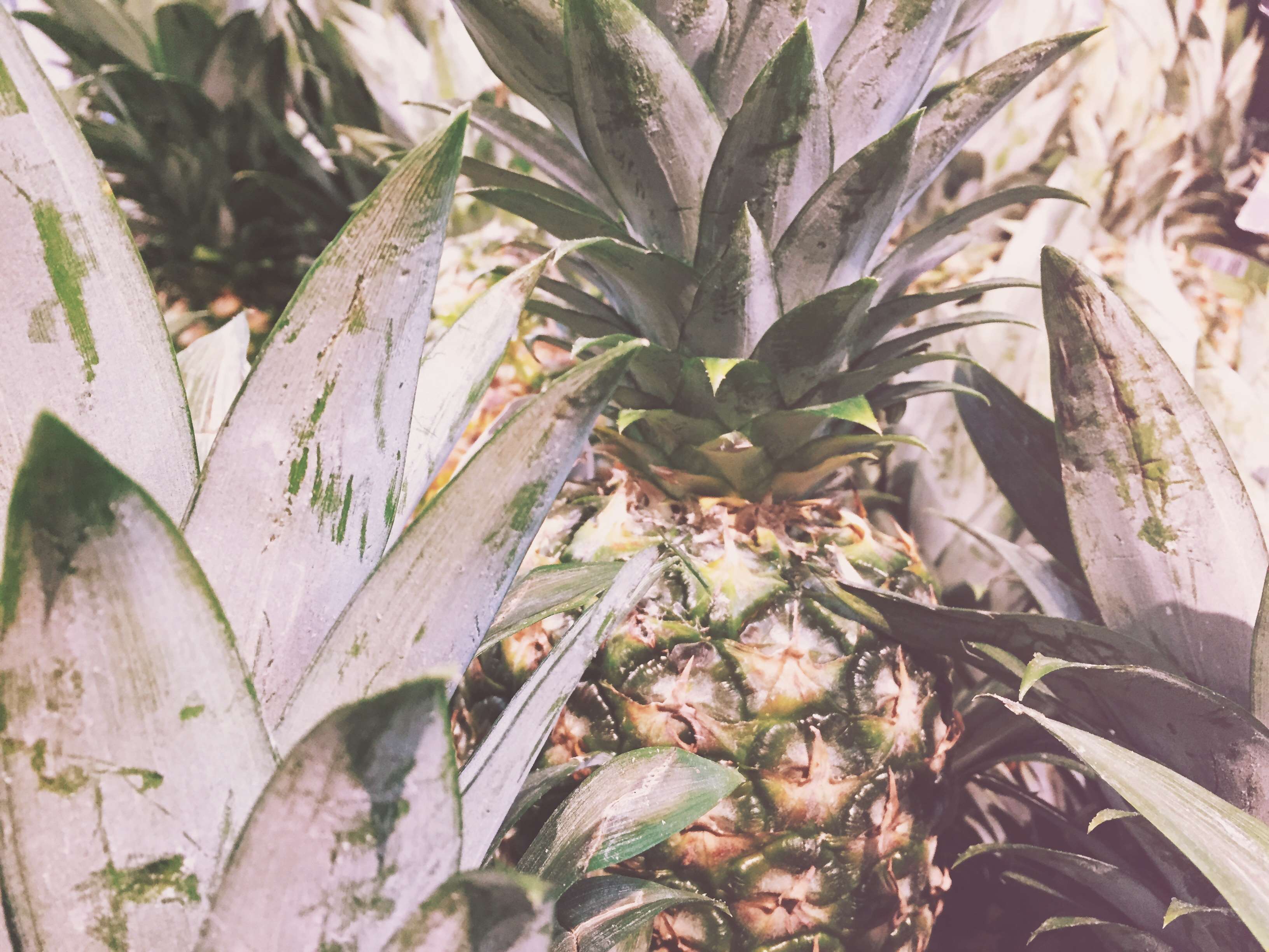 Fruit, Pineapple, Summer, Summer Vibes, Summertime, - Pineapple , HD Wallpaper & Backgrounds