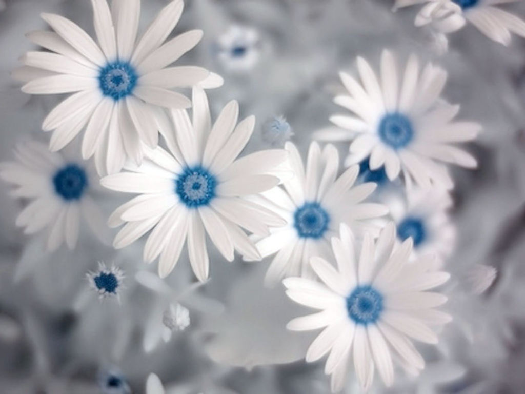 Beautiful Summer Flowers Wallpapers Wide - White And Blue Daisies , HD Wallpaper & Backgrounds