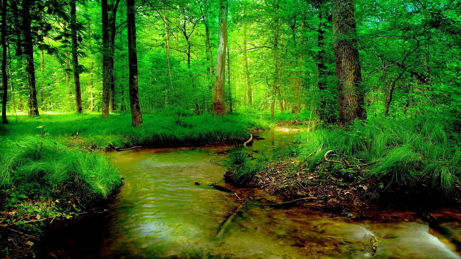 River Forest Summer Nature Wallpaper[1920x1080] - River In Forest , HD Wallpaper & Backgrounds