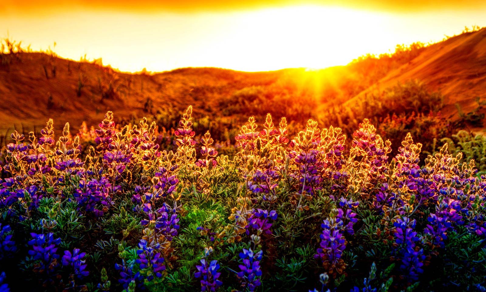 By - Bill - Beautiful Flower Summer Nature , HD Wallpaper & Backgrounds