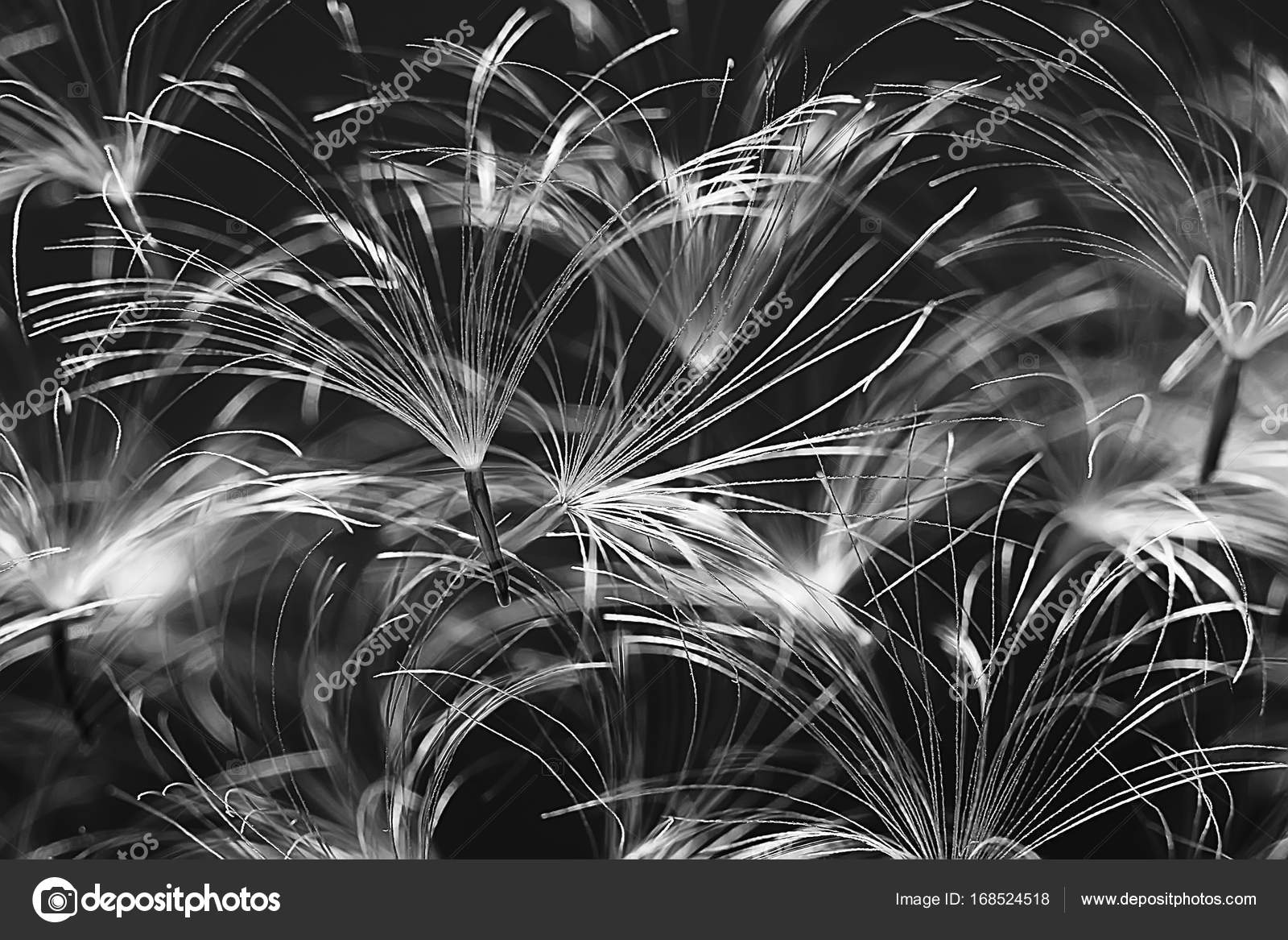 Dry Dandelion Parachute Seeds Dark Background Summer - Fireworks , HD Wallpaper & Backgrounds