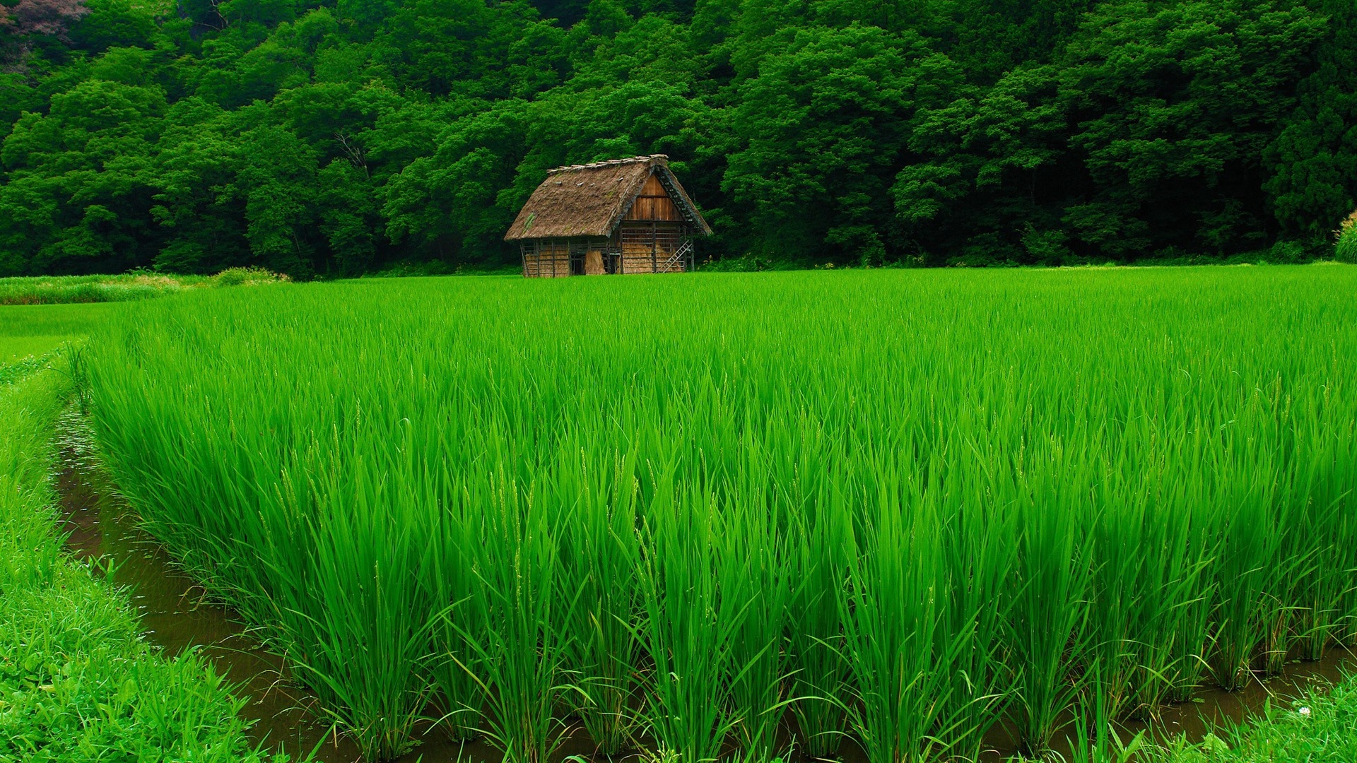Wallpaper Grass, Lawn, Beautiful, Summer - Rice Field , HD Wallpaper & Backgrounds