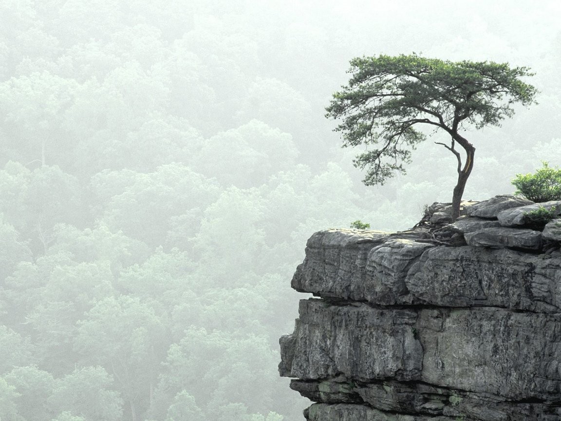 Buzzards Natural Tree Roost Misty Mountains Desktop - Tree On A Mountain , HD Wallpaper & Backgrounds