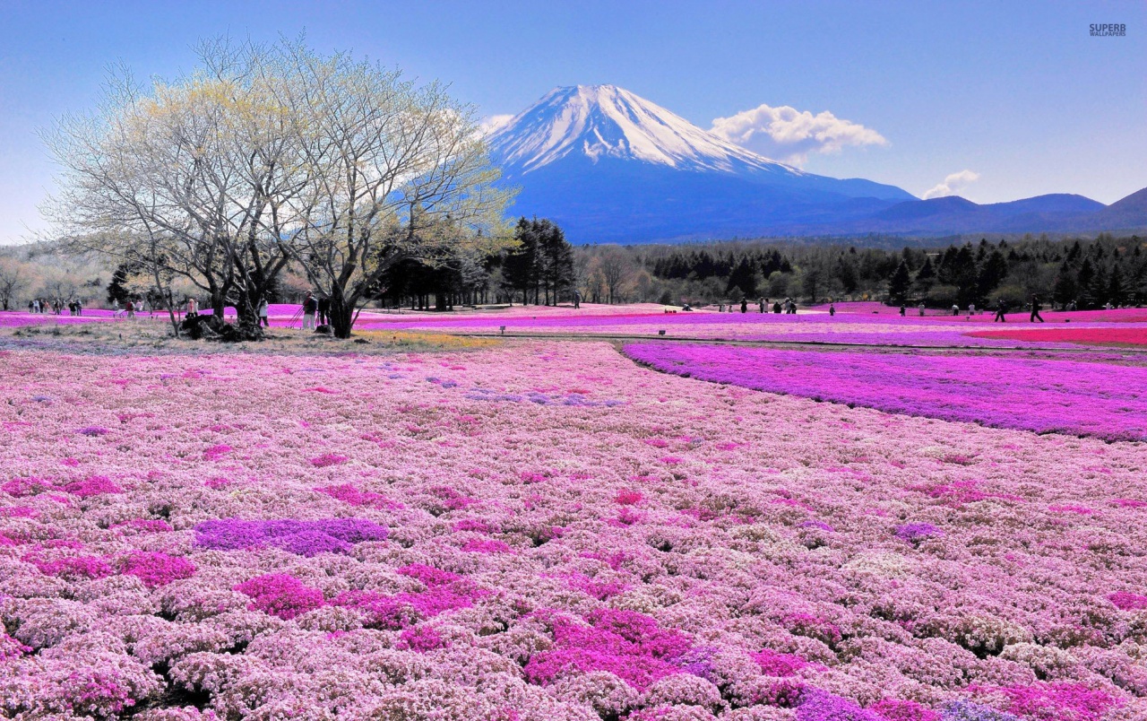 Originalwide Pink Flower Field Mount Fuji Wallpapers - Mount Fuji Pink Flowers , HD Wallpaper & Backgrounds
