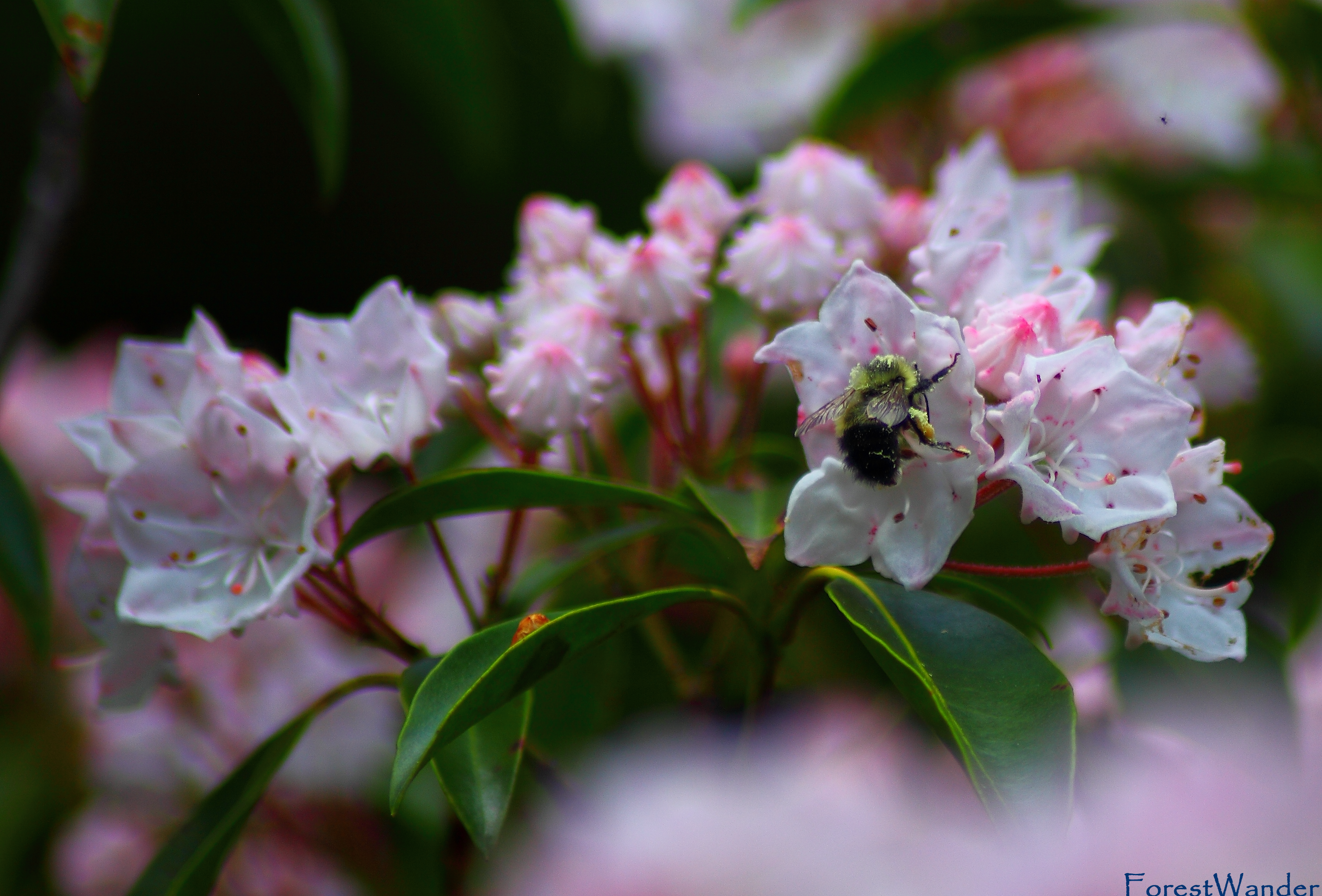 Summer Bee Pollen Pink Mountain Laurel - Download Pics Of Sweet Words , HD Wallpaper & Backgrounds