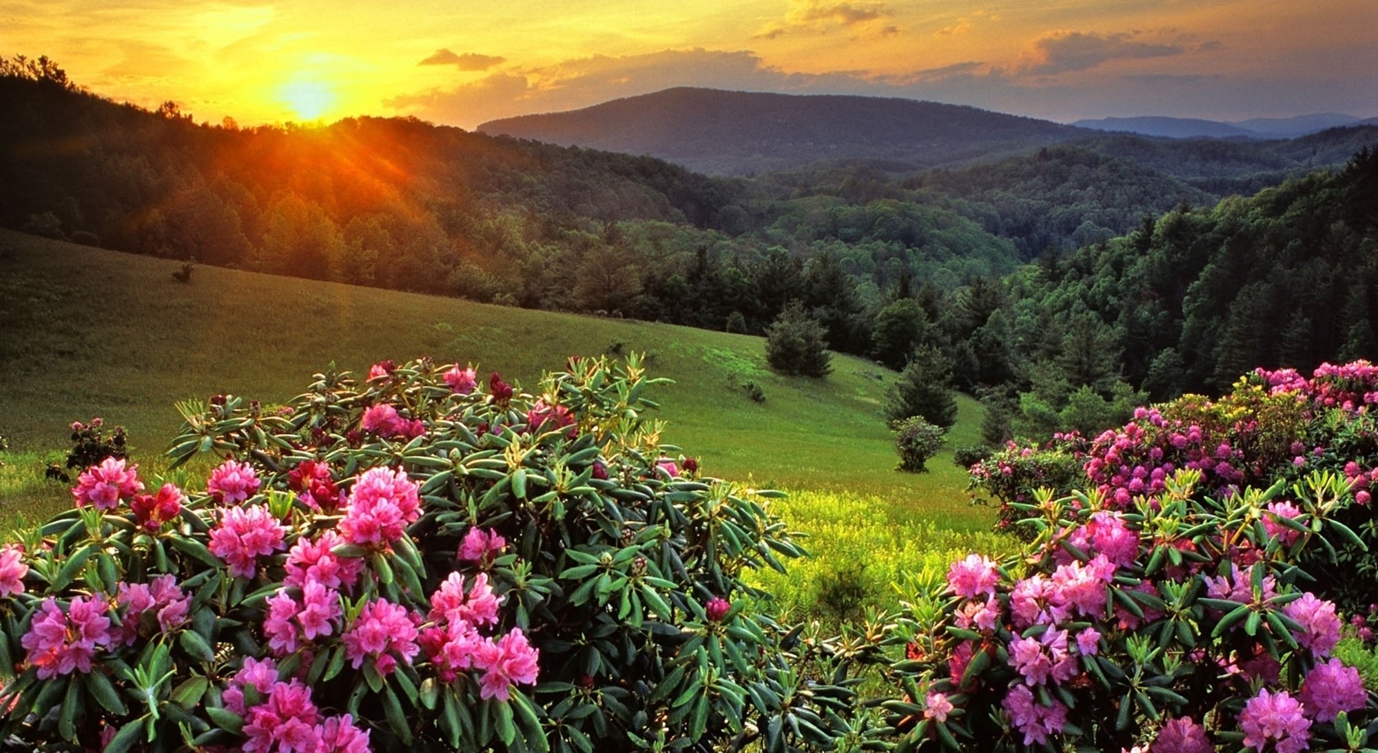 Flowers Sunset Yellow Rays Green Pink Mountain Forest - Beautiful Mountain Sunset Scene , HD Wallpaper & Backgrounds