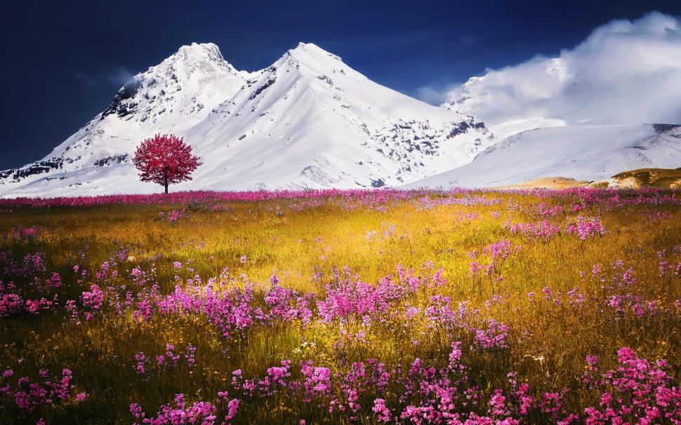 Snow Mountain, Pink Wild Flowers, Grass Wallpaper - Snowy Mountains And Flowers , HD Wallpaper & Backgrounds