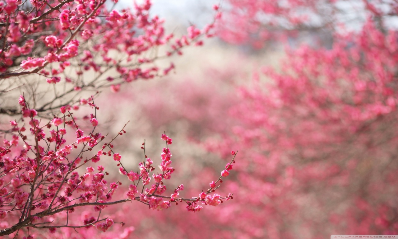 Spring Wallpaper Hd - Cherry Blossom Hd , HD Wallpaper & Backgrounds