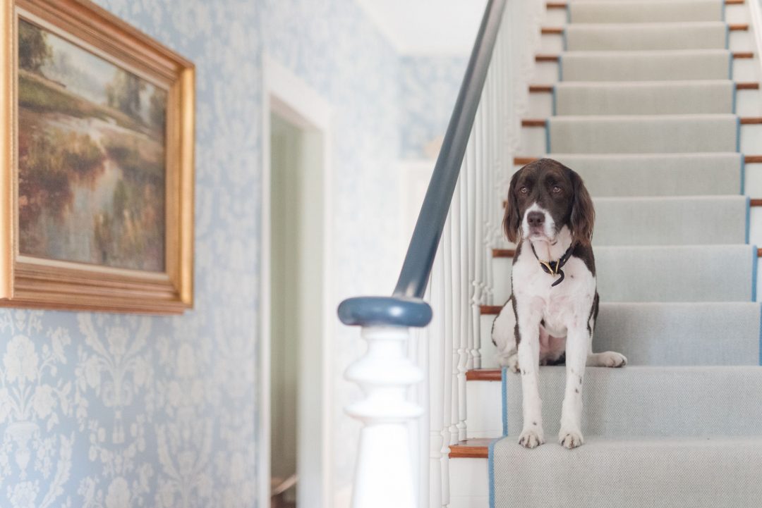 Wallpaper Reveal - Pocket Beagle , HD Wallpaper & Backgrounds