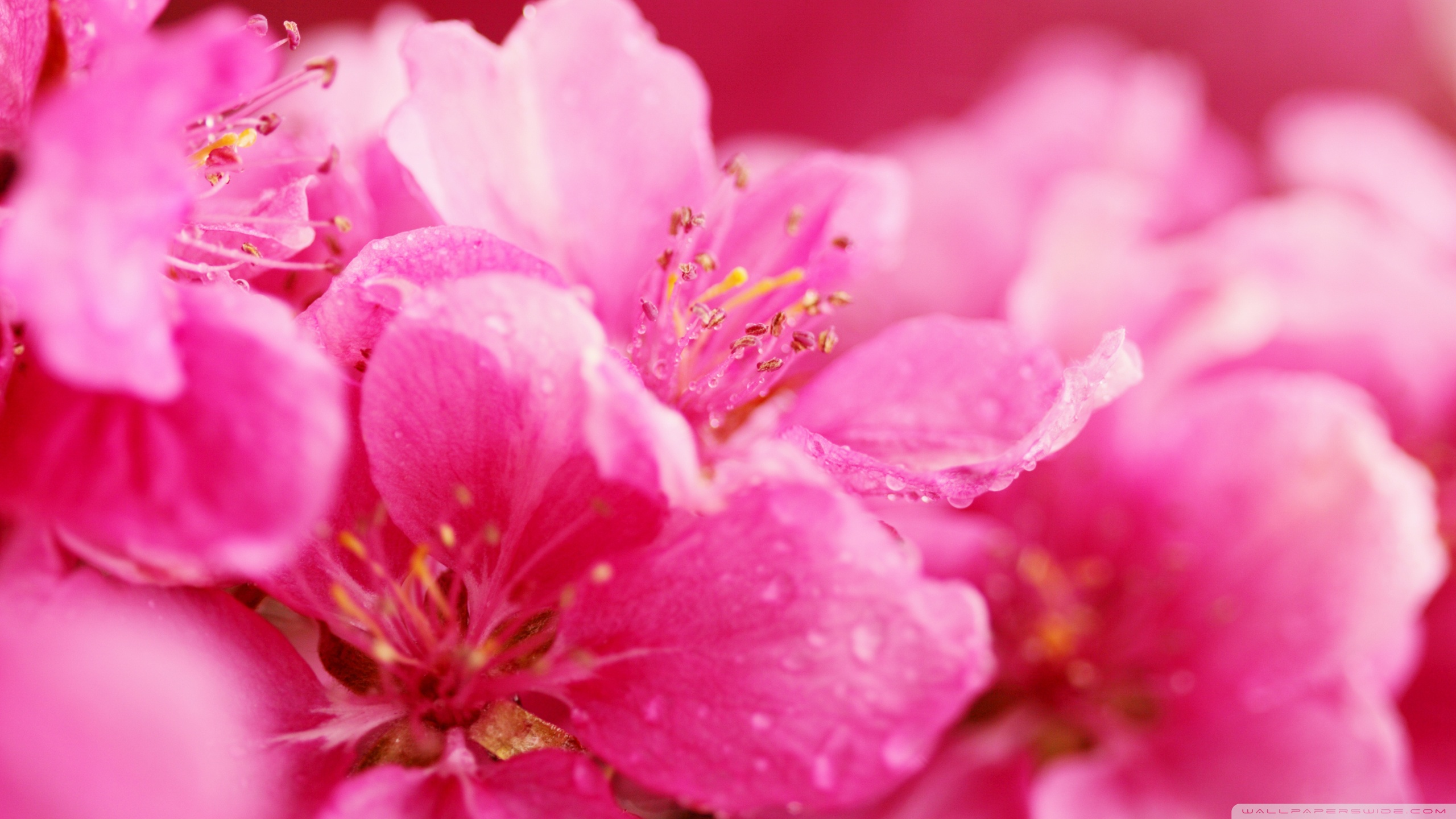 Standard - Flowers In Spring Hd , HD Wallpaper & Backgrounds