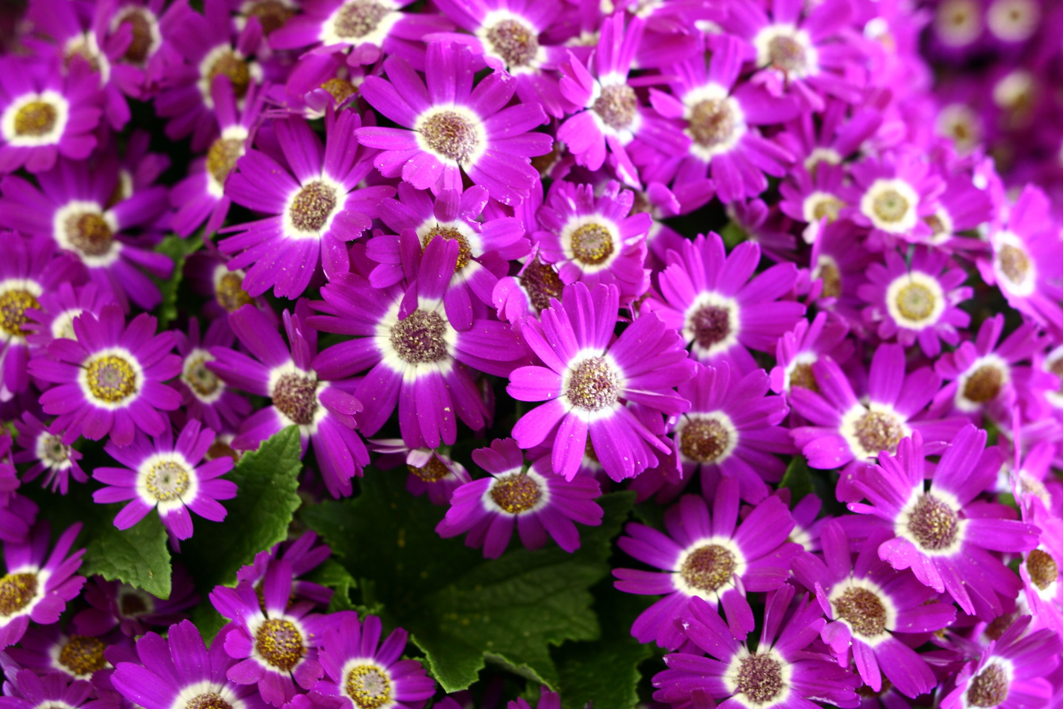 Violet Flori De Primavara Wallpaper Spring Flowers Image Free