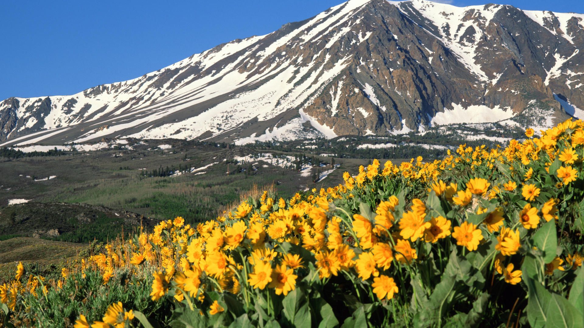 Imagini Desktop Primavara Wallpaper California Green Mountains